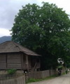 RASTA,RASTAN,CAUCASIAN LINDEN,زیرفون